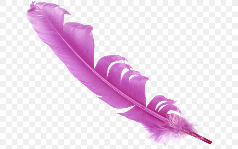 Feather Bird Clip Art, PNG, 644x515px, Feather, Bird, Blog, Drawing, Magenta Download Free