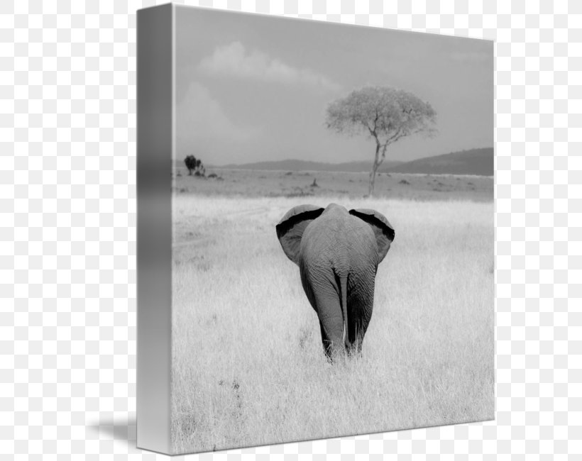 Indian Elephant African Elephant Cattle Photography Picture Frames, PNG, 589x650px, Indian Elephant, African Elephant, Black And White, Cattle, Cattle Like Mammal Download Free