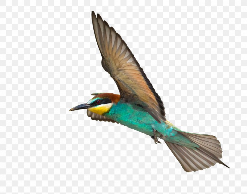 Beak Fauna Feather Coraciiformes, PNG, 1280x1008px, Beak, Bird, Coraciiformes, Fauna, Feather Download Free