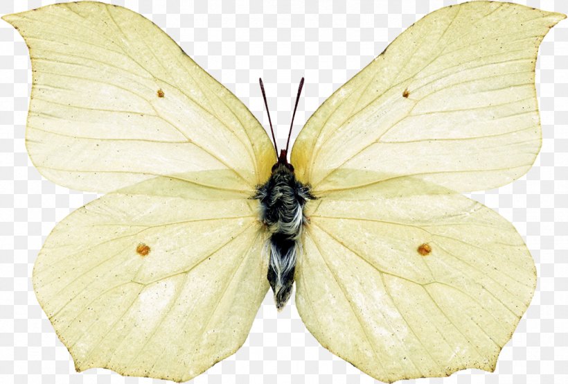 Butterfly Brush-footed Butterflies Pieridae Insect Silkworm, PNG, 1188x803px, Butterfly, Art, Arthropod, Biological Specimen, Bombycidae Download Free
