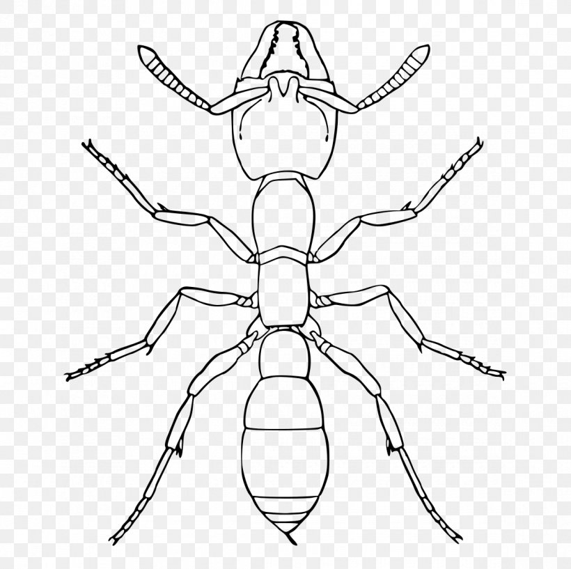 Cartoon Spider, PNG, 1170x1166px, Amblyopone, Amblyopone Pallipes, Ant, Arachnid, Austropotamobius Pallipes Download Free