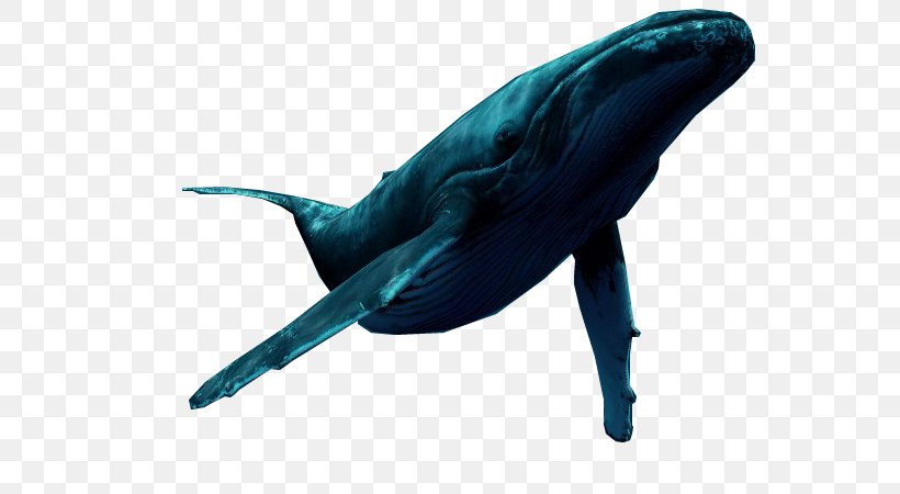 Dolphin, PNG, 686x450px, Dolphin, Beak, Blue Whale, Cetacea, Fauna Download Free