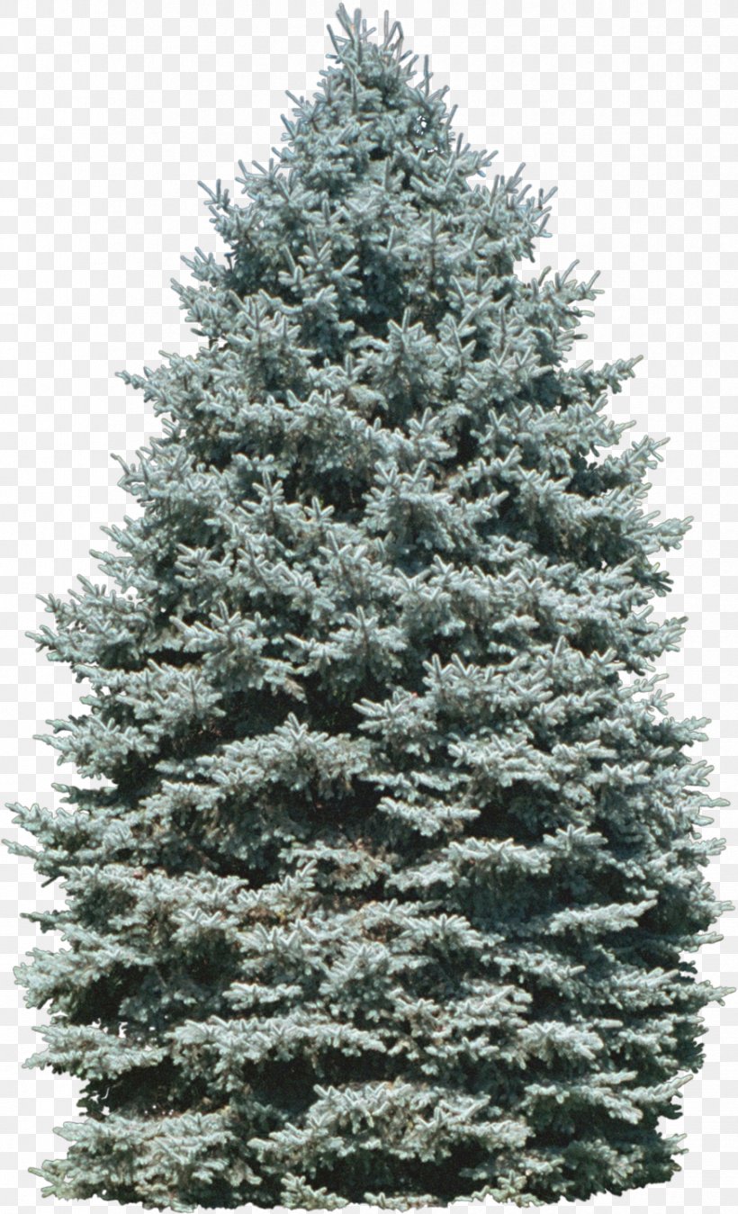 Tree Conifers Plant East Lansing, PNG, 876x1442px, Tree, Biome, Christmas Decoration, Christmas Tree, Conifer Download Free