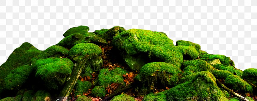 Landscape Moss Nature Stone, PNG, 950x375px, Landscape, Clay, Description, Grass, Mineral Download Free