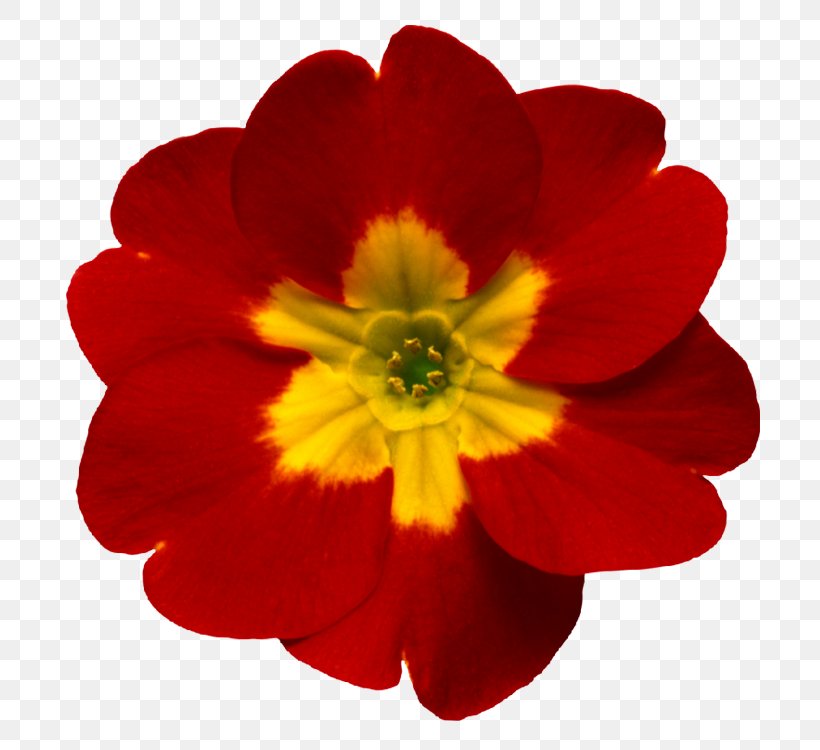 Primrose Gun Sireadh, Gun Iarraidh (Without Seeking, Without Asking) Flower Oganaich An Or-Fhuilt Bhuidhe (The Young Man With The Golden Yellow Hair) Sticker, PNG, 750x750px, Primrose, Annual Plant, Christine Primrose, Flower, Flowering Plant Download Free