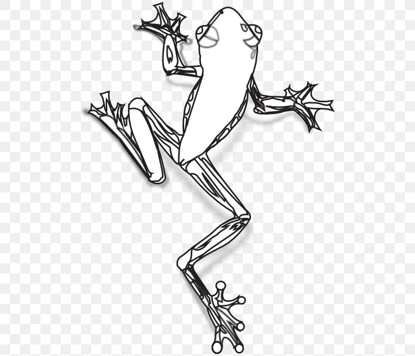 Australian Green Tree Frog Drawing Clip Art, PNG, 515x703px, Frog, American Green Tree Frog, Amphibian, Animal, Arm Download Free