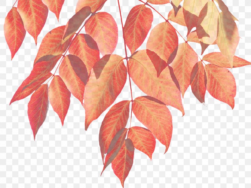 Autumn Leaf Color Autumn Leaf Color Infographic, PNG, 1200x900px, Autumn, Autumn Leaf Color, Branch, Color, Infographic Download Free