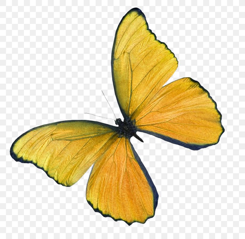 Butterfly Insect Clip Art Image, PNG, 800x800px, Butterfly, Arthropod, Brush Footed Butterfly, Butterflies And Moths, Butterfly Effect Download Free