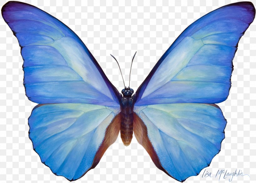 Butterfly Watercolor Painting Sepanta Telegram, PNG, 1500x1077px, Butterfly, Blue, Blue Butterfly, Bombycidae, Brush Footed Butterfly Download Free