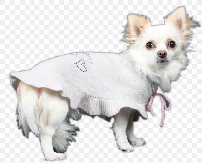 Dog Breed Chihuahua Puppy Companion Dog Snout, PNG, 950x768px, Dog Breed, Breed, Carnivoran, Chihuahua, Clothing Download Free