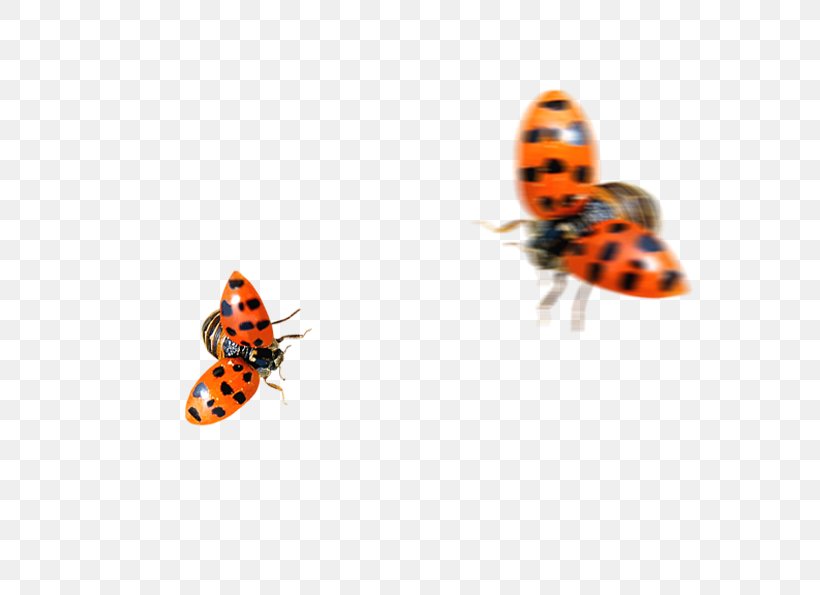 Ladybird, PNG, 794x595px, Ladybird, Animation, Arthropod, Brush Footed Butterfly, Butterfly Download Free