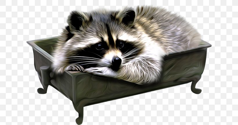 Squirrel Cartoon, PNG, 640x430px, Raccoon, Animal, Cuteness, Furniture, Giant Panda Download Free