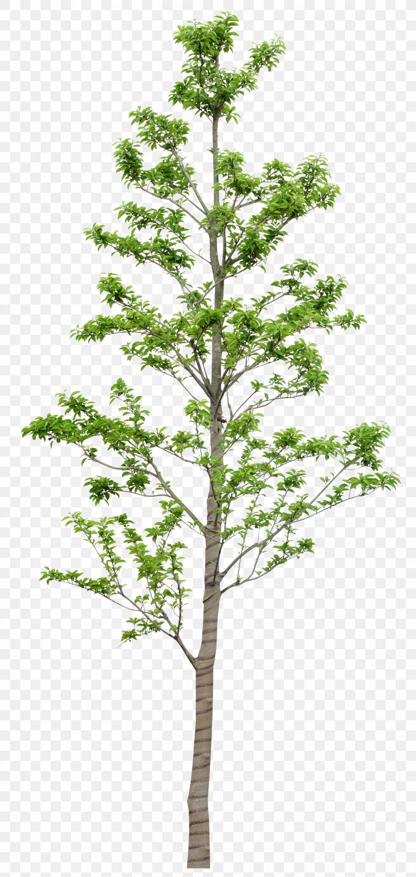 Tree Leaf Plant Clip Art, PNG, 1659x3500px, Tree, Branch, Conifer ...