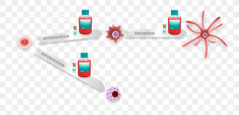 Washington, D.C. Immunotherapy Cytokine Antigen, PNG, 2048x989px, Washington Dc, Adaptive Immune System, Antigen, Brand, Cancer Download Free