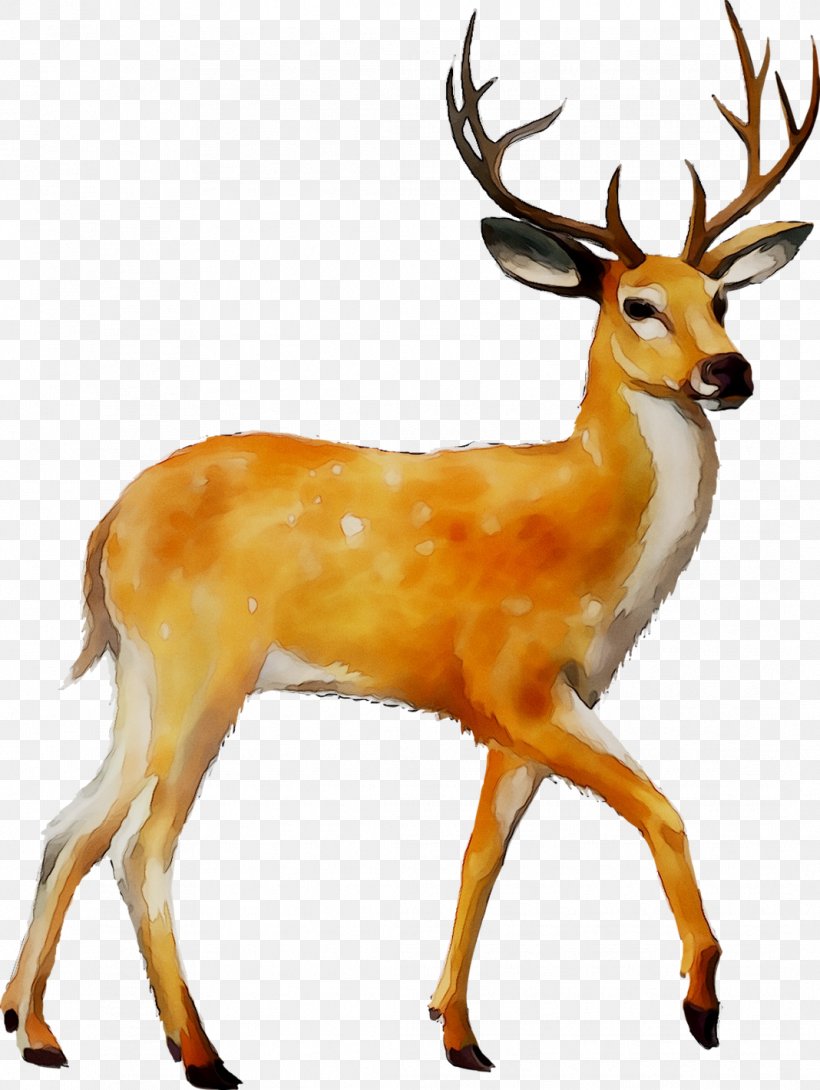 White-tailed Deer Clip Art Moose Mule Deer, PNG, 1068x1420px, Whitetailed Deer, Antelope, Antler, Deer, Deer Hunting Download Free
