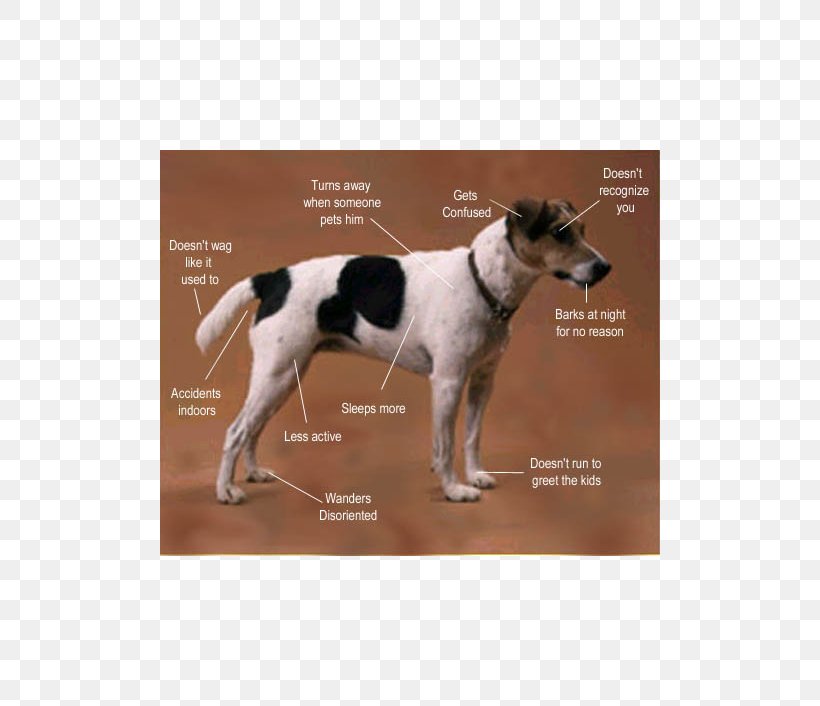 Aging In Dogs Ageing Dementia Canine Cognitive Dysfunction, PNG, 800x706px, Dog, Ageing, Aging In Dogs, Bladder Stone, Canine Cognitive Dysfunction Download Free