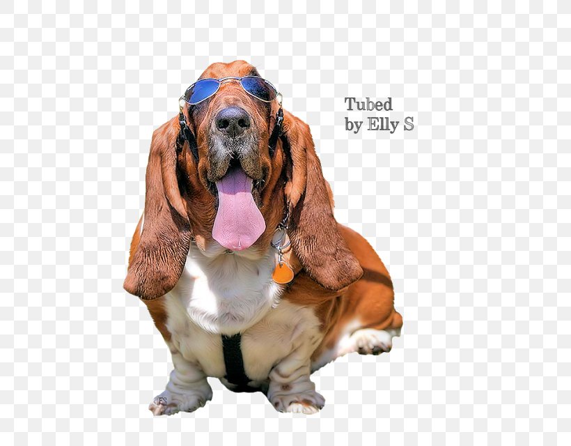 Basset Hound Basset Artésien Normand Bloodhound Dog Breed Companion Dog, PNG, 545x640px, Basset Hound, Blog, Bloodhound, Carnivoran, Companion Dog Download Free