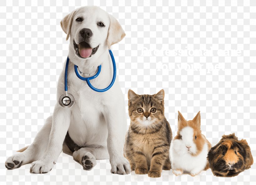 Labrador Retriever Puppy Pet Sitting Veterinarian, PNG, 1240x895px, Labrador Retriever, Animal Welfare, Carnivoran, Cat, Cat Like Mammal Download Free
