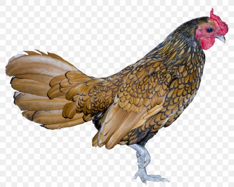 Rooster Bird Chicken, PNG, 1600x1283px, Rooster, Beak, Bird, Chicken, Fauna Download Free