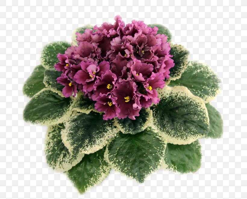 Violet Flower Herbaceous Plant Family, PNG, 800x663px, Violet, Family, Flower, Herbaceous Plant, Magenta Download Free