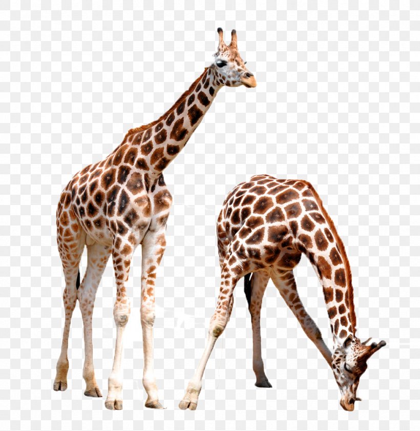 Giraffe Lynx Animal Wildlife, PNG, 974x1000px, Giraffe, Animal, Deer, Elephant, Fauna Download Free
