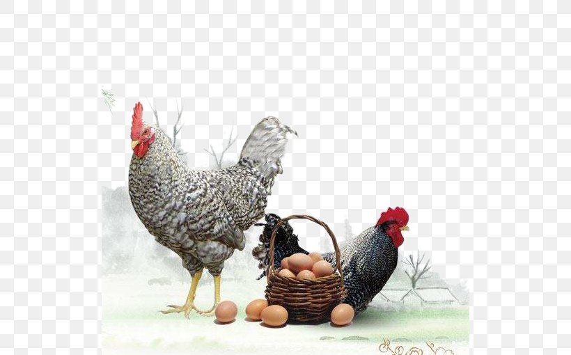 Plymouth Rock Chicken Phoenix Chicken Silkie Rooster Shandong, PNG, 528x510px, Plymouth Rock Chicken, Beak, Bird, Chicken, Chicken Egg Download Free