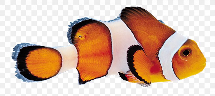Tropical Fish Digital Image, PNG, 1600x721px, 2017, Fish, Biology, Digital Image, Invertebrate Download Free
