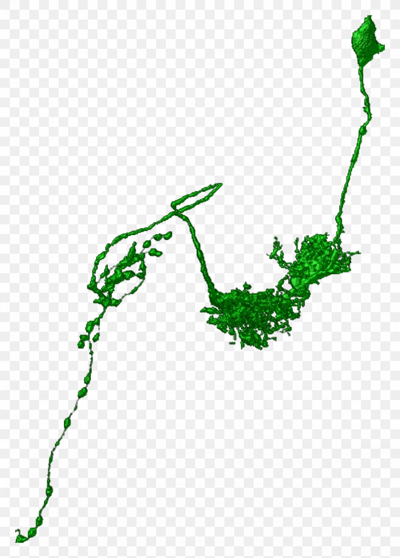 Twig Plant Stem Leaf Line Clip Art, PNG, 920x1284px, Twig, Area, Branch, Flora, Green Download Free