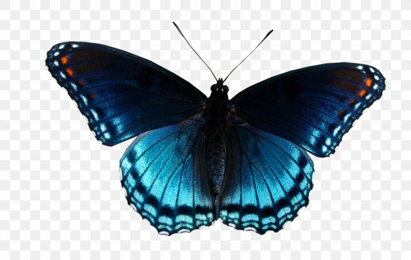 Clip Art Vector Graphics Limenitis Arthemis Monarch Butterfly, PNG, 1123x712px, Limenitis Arthemis, Arthropod, Blue, Brushfooted Butterfly, Butterflies Download Free