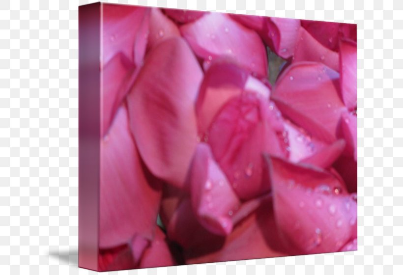 Garden Roses Pink M Close-up, PNG, 650x560px, Garden Roses, Closeup, Flower, Garden, Magenta Download Free