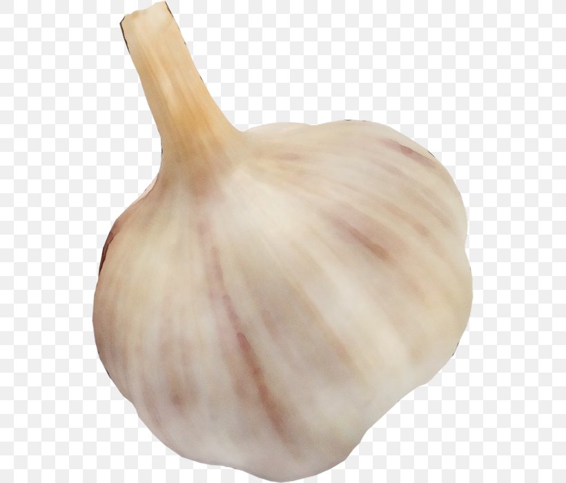 Garlic Elephant Garlic Vegetable Onion Allium, PNG, 553x700px, Watercolor, Allium, Elephant Garlic, Food, Garlic Download Free