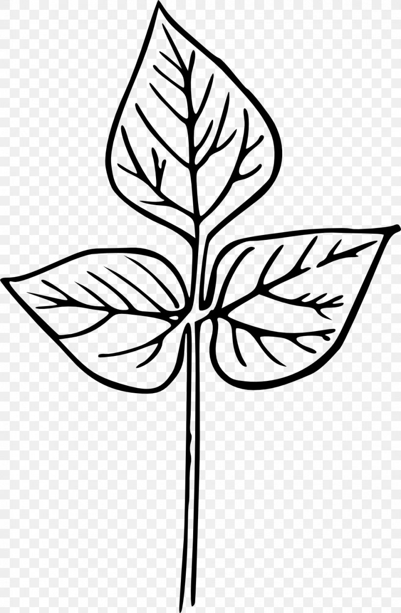 Leaf Drawing Clip Art, PNG, 982x1500px, Leaf, Area, Artwork, Black And White, Branch Download Free