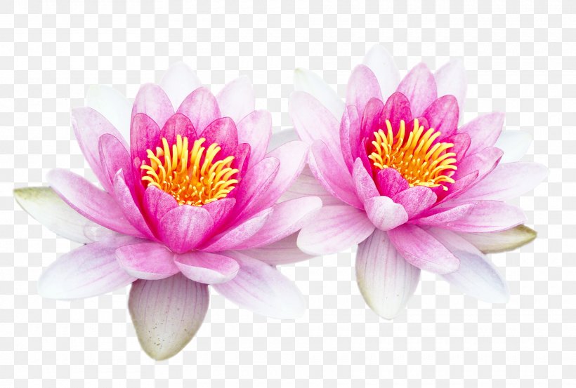 Adobe Photoshop Download Sacred Lotus Computer Software, PNG, 1920x1296px, Sacred Lotus, Adobe Systems, Aquatic Plant, Close Up, Computer Download Free