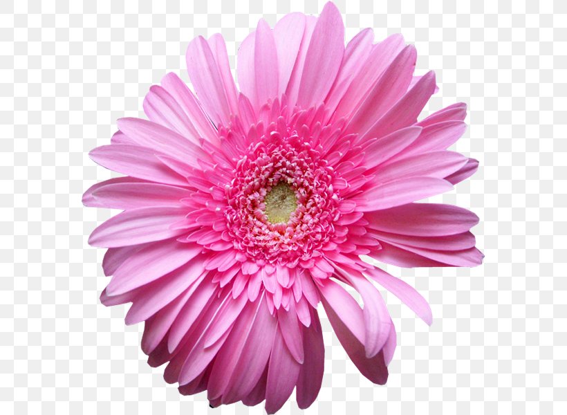 Transvaal Daisy Marguerite Daisy Chrysanthemum Daisy Family Cut Flowers, PNG, 585x600px, Transvaal Daisy, Annual Plant, Argyranthemum, Aster, Chrysanthemum Download Free