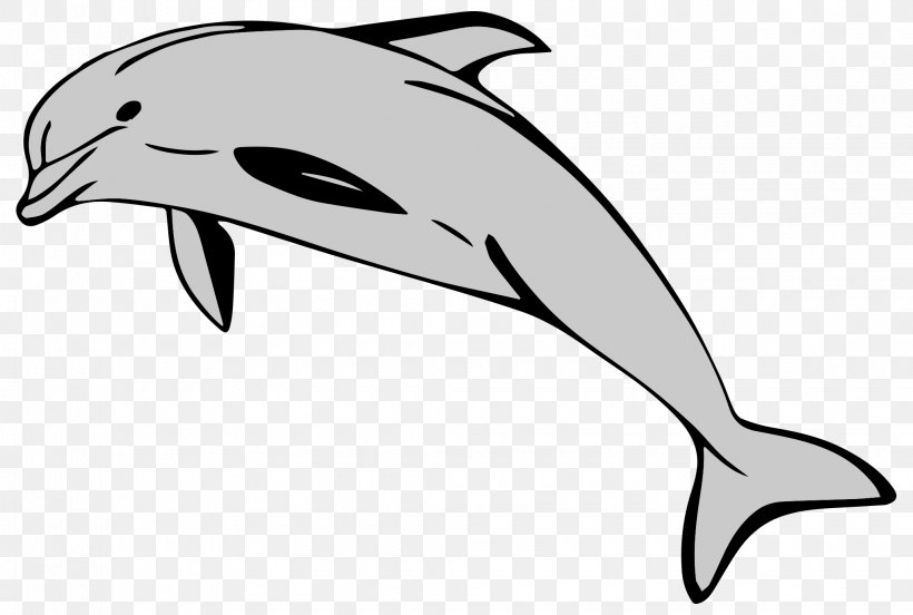 Common Bottlenose Dolphin Short-beaked Common Dolphin Clip Art Tucuxi, PNG, 2040x1375px, Common Bottlenose Dolphin, Automotive Design, Beak, Black, Black And White Download Free