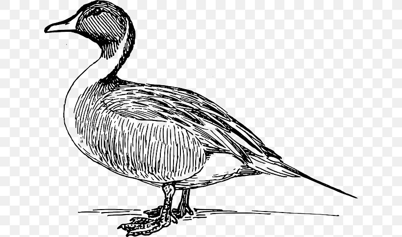 Duck Goose Clip Art Seabird Feather, PNG, 640x484px, Duck, Artwork, Beak, Bird, Black And White Download Free