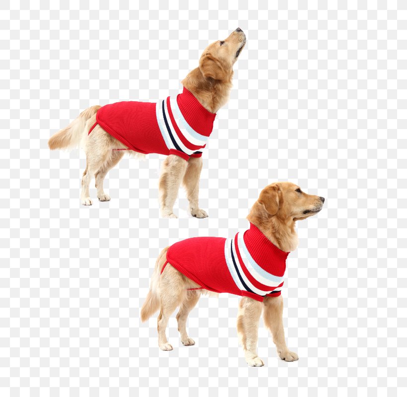 Labrador Retriever Golden Retriever Bulldog Sweater Samoyed Dog, PNG, 800x800px, Labrador Retriever, Bulldog, Carnivoran, Clothing, Coat Download Free