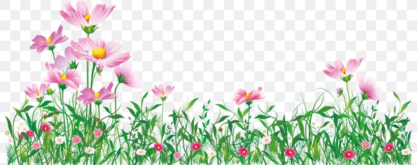 Tulip Image Flower Clip Art, PNG, 800x324px, Tulip, Botany, Copyright, Floral Design, Flower Download Free