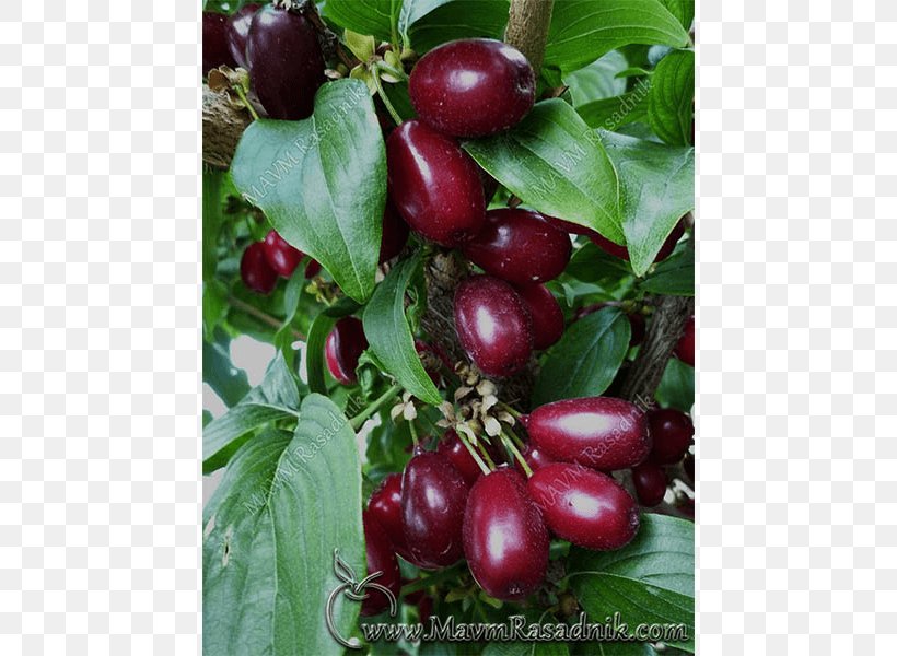 Gooseberry Rasadnik MAVM Cornelian Cherry Fruit Lingonberry, PNG, 800x600px, Gooseberry, Auglis, Berry, Bush Tomato, Cherry Download Free