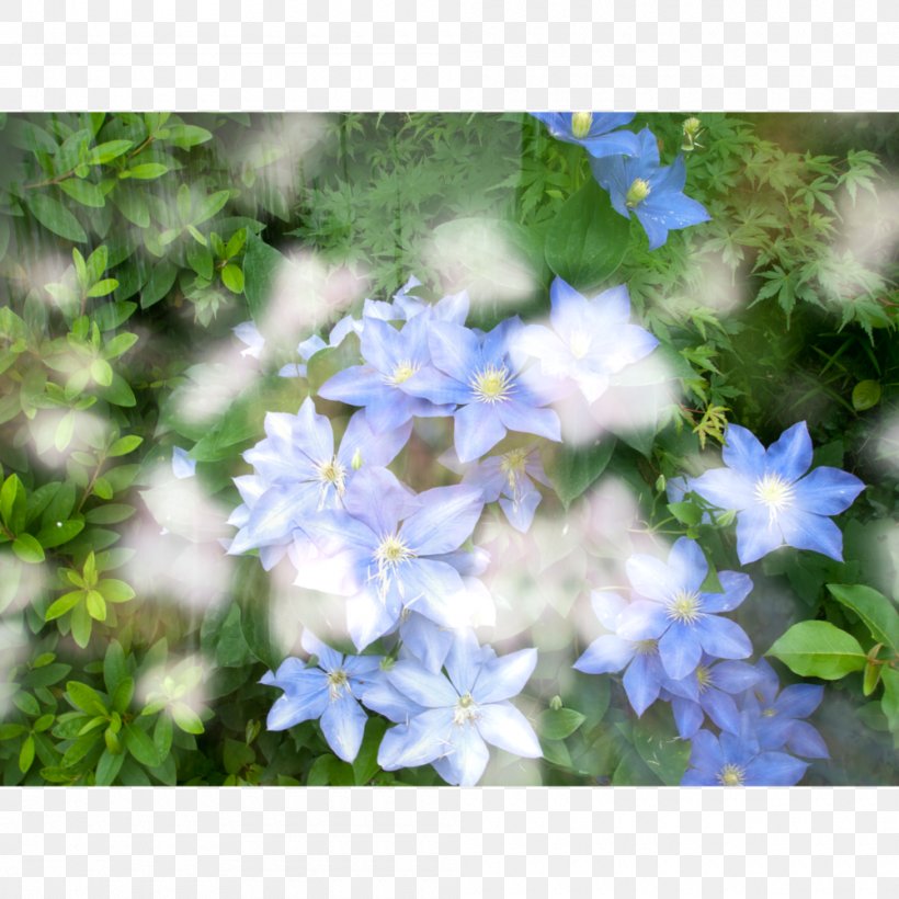 Hydrangea Japan Things Not Seen Larkspur, PNG, 1000x1000px, Hydrangea, Bellflower, Bellflower Family, Blue, Cornales Download Free
