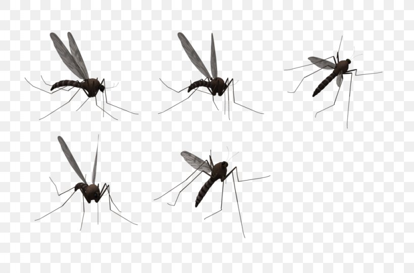 Mosquito Clip Art, PNG, 1024x675px, Mosquito, Display Resolution, Fly, Flying Mosquitoes, Insect Download Free
