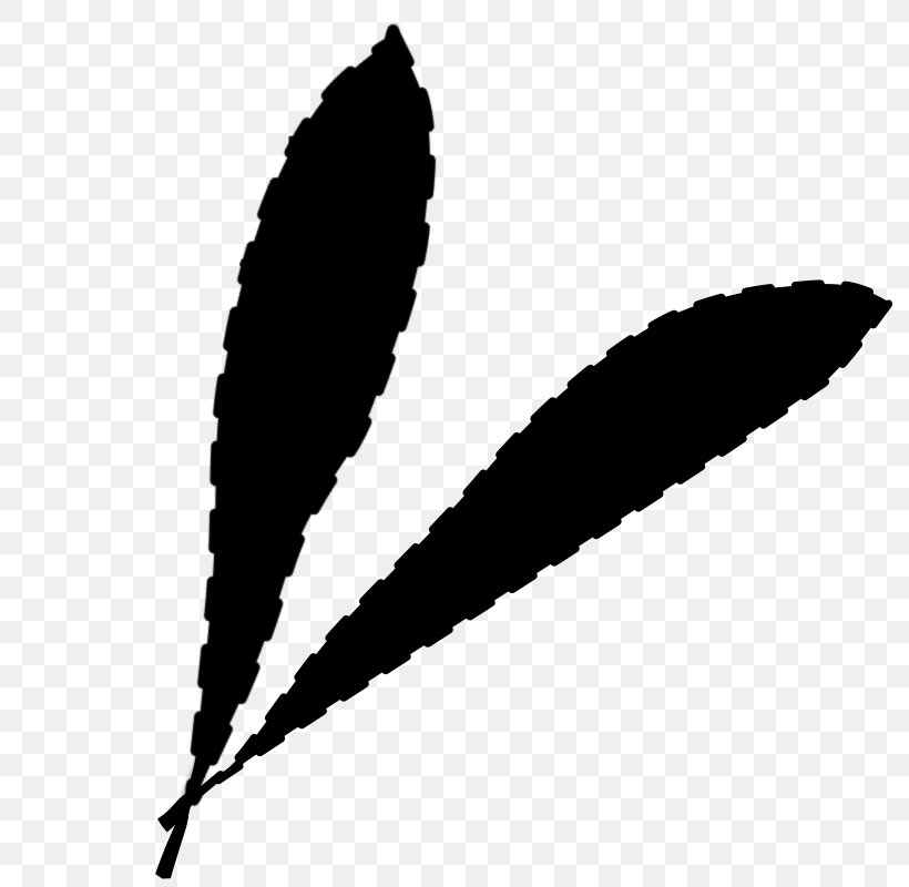 Leaf Font Line, PNG, 800x800px, Leaf, Blackandwhite, Feather, Plant, Quill Download Free