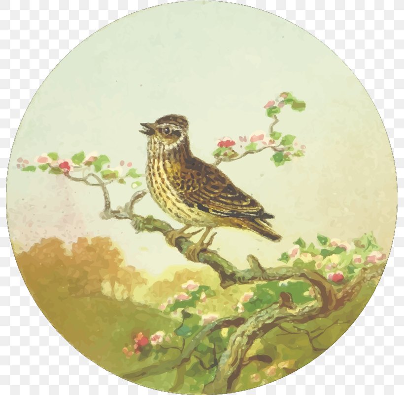 T-shirt Feathered Favourites: British Birds Drawing Clip Art, PNG, 796x800px, Tshirt, Beak, Bird, Branch, Cartoon Download Free