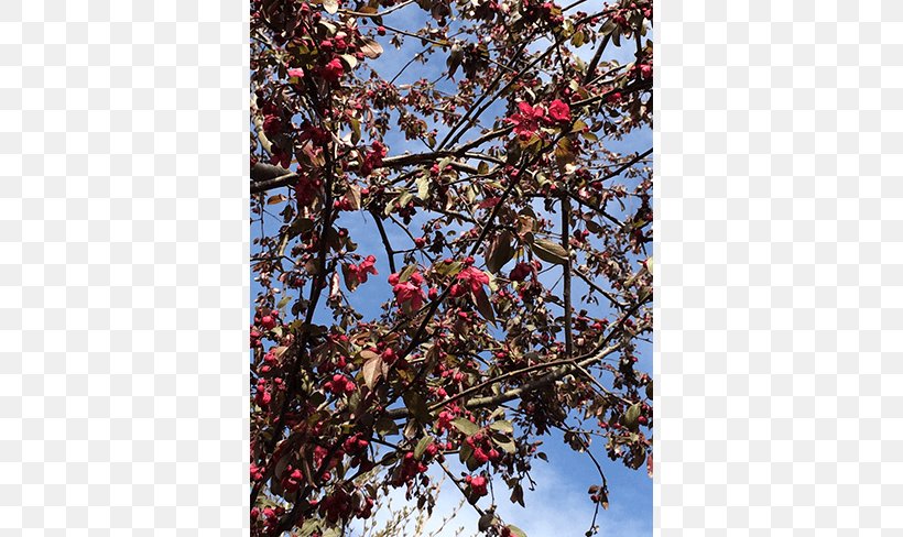 Twig Shade Tree Japanese Snowbell Nursery, PNG, 650x488px, Twig, Apples, Blossom, Branch, Cherry Download Free