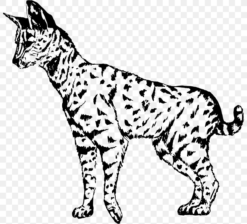 Whiskers Wildcat Savannah Cat Ocelot Domestic Short-haired Cat, PNG, 800x744px, Whiskers, Animal, Animal Figure, Big Cat, Big Cats Download Free