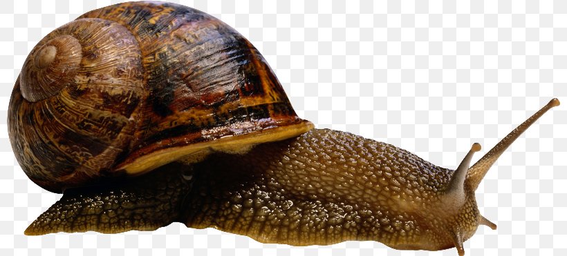 Snail Clip Art, PNG, 800x371px, Snail, Cornu Aspersum, Escargot, Gastropod Shell, Inkscape Download Free