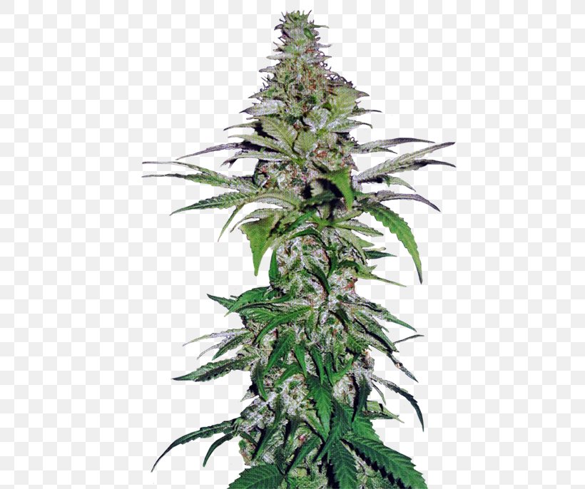 Cannabis Cultivation Hemp Seed Cultivar, PNG, 686x686px, Cannabis, Aurora, Cannabis Cultivation, Cultivar, Cultivo Download Free
