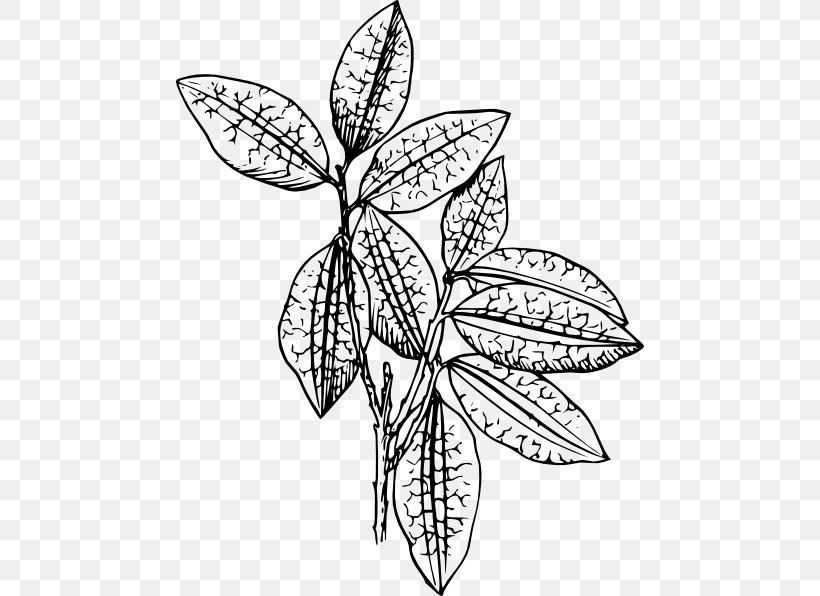 Plant Drawing Clip Art, PNG, 468x596px, Plant, Aloe Vera, Art, Artwork, Black And White Download Free
