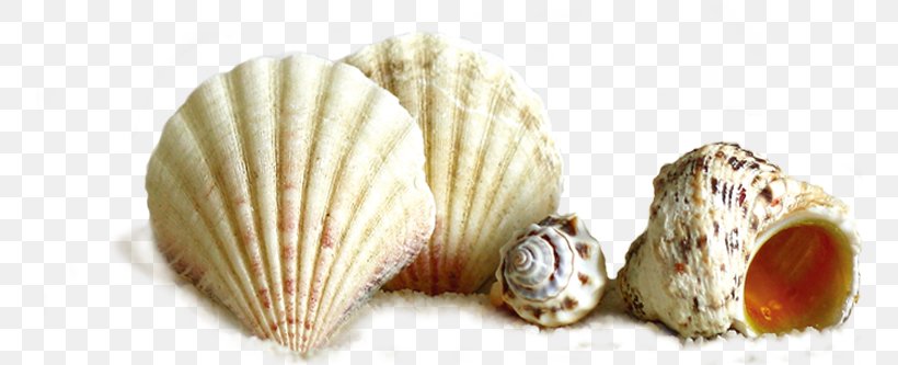 Seashell Conch, PNG, 756x333px, Seashell, Clam, Clams Oysters Mussels And Scallops, Cockle, Conch Download Free