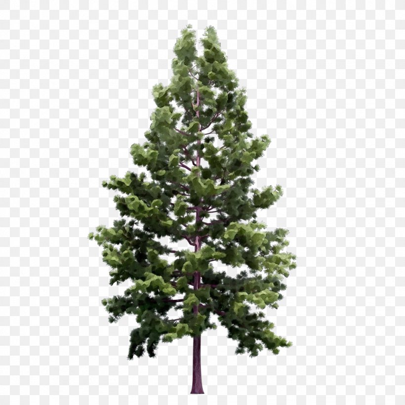 Tree Balsam Fir White Pine Shortleaf Black Spruce Yellow Fir, PNG, 1024x1024px, Watercolor, Balsam Fir, Colorado Spruce, Lodgepole Pine, Oregon Pine Download Free